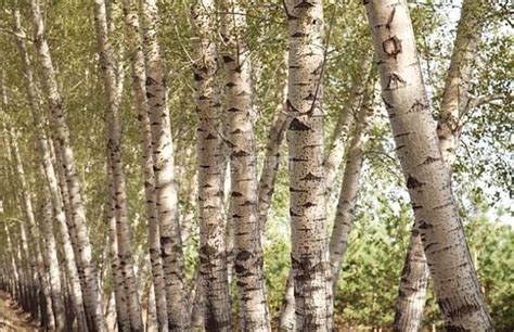 15公分精品白杨树价格270元-高度8米-冠幅2米-树形优美-在线订购 - 成都朴树园林绿化有限公司