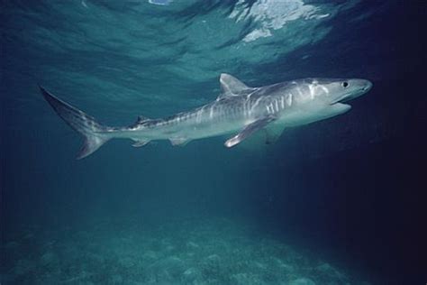 澳大利亚虎鲨_360百科