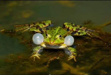 启蒙益智早教亲子 儿歌 青蛙大嘴巴 两只青蛙叫声呱呱