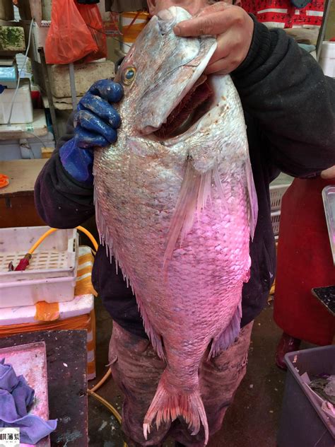 假期海鲜升温！31斤大鱼1米多长最惊艳，滚成球的螃蟹不够卖