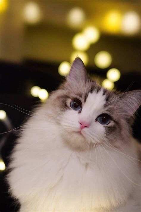 布偶猫图片