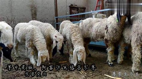 羊中贵族，阿富汗瓦格吉尔品种羊优势突出，已经有人当宠物养了_新浪新闻