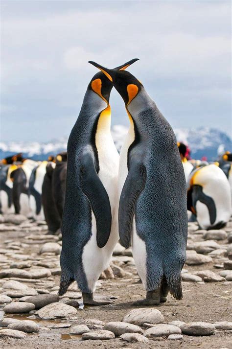 可爱的企鹅图片-黑白色的企鹅鸟素材-高清图片-摄影照片-寻图免费打包下载