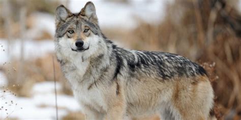 一个强壮的中年男子徒手能够对抗一只成年雄性北美灰狼吗？