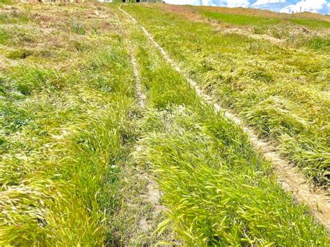 Un campo de hierba que tiene la palabra cortacésped. | Foto Premium