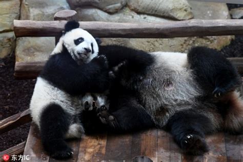 法国出生首只大熊猫“圆梦”迎来周岁生日（图）_荔枝网新闻