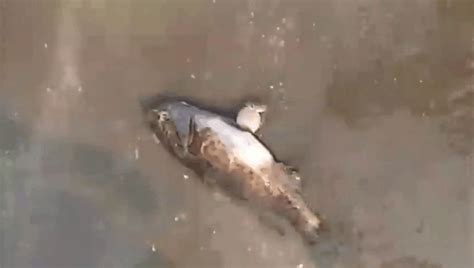 义乌江已打捞约10吨死鱼 初步排除水质原因-义乌,死鱼-义乌新闻