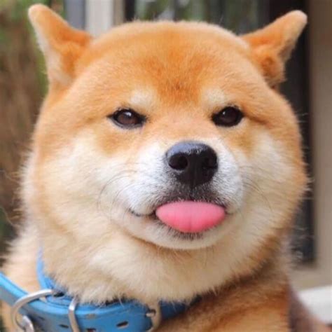 甜美女生柴犬头像