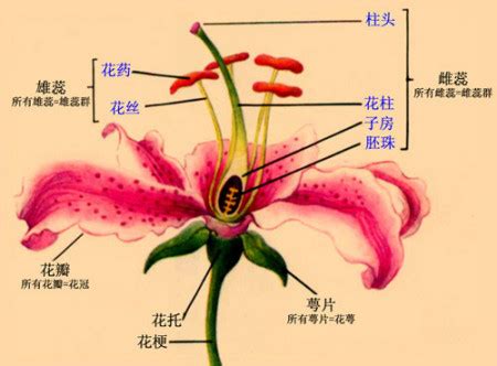 植物“花朵”的基本结构包括什么？结构图是怎么样的？_百度知道