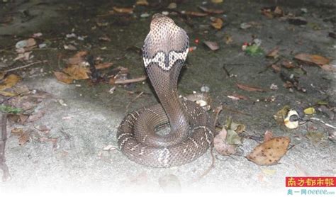 “蛇语者”张亮：正确认识蛇的存在意义 了解人与自然主客关系-南方都市报·奥一网