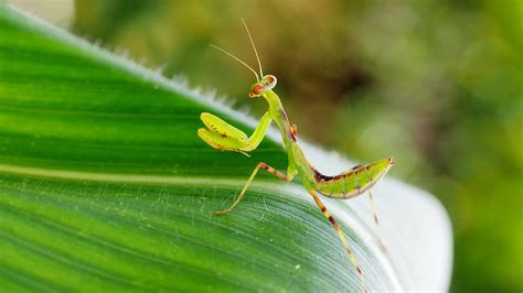 世界最美昆虫排行榜，螳螂居然排第一_巴拉排行榜