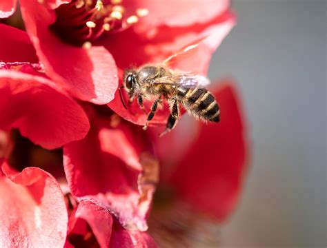 【蜜蜂采蜜忙摄影图片】江门生态摄影_JMK和顺_太平洋电脑网摄影部落