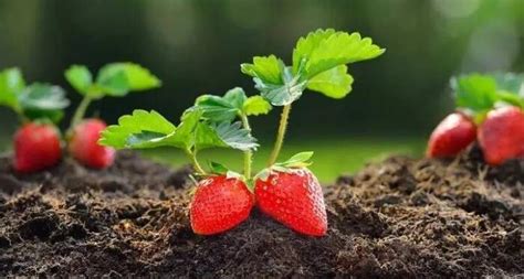 草莓生长发育的6个周期及用肥用药管理技巧，第一年种草莓的必看！ - 知乎