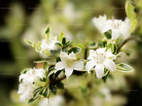 六月雪图片_六月雪的花朵图片大全 - 花卉网
