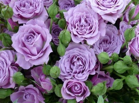 33朵紫玫瑰的花语是什么？33朵紫玫瑰代表什么意思？-六朵花
