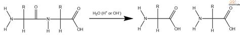 What is Enzyme Hydrolysis – Overview and Examples