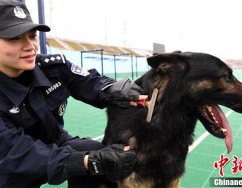 湖北警花与警犬“威利”战春运