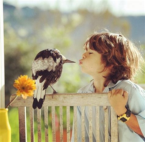 澳大利亚摄影师拍儿子与喜鹊的人鸟情缘_频道_凤凰网