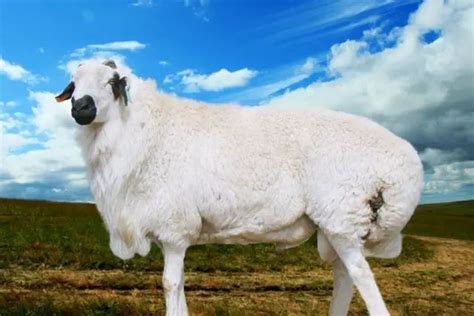山西首次引进国外优质种羊品种 东弗里生种绵羊-搜狐大视野-搜狐新闻