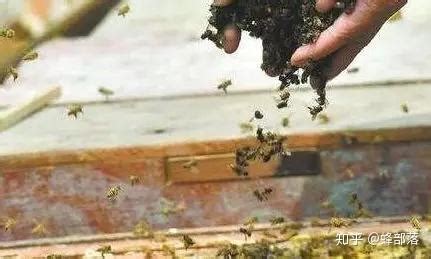 蜜蜂越冬前雄蜂大量死亡在巢门口是怎么回事？如何解决？ - 知乎