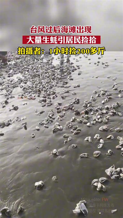 白给的！台风过后海滩出现大量生蚝 引居民来捡-直播吧