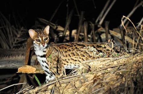 豹猫华东亚种,豹猫北方亚种,20万一只孟加拉豹猫_大山谷图库