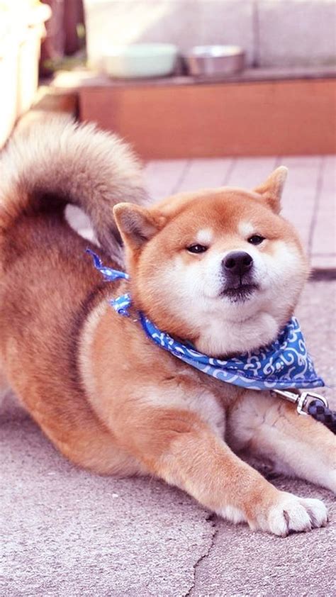 柴犬图片