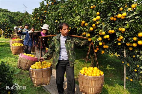黔阳冰糖橙 | 湖南洪江地标产品 - 淘农村