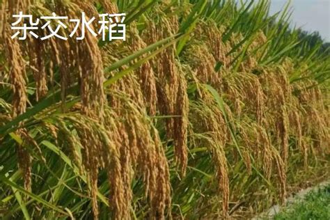 马达加斯加各界称赞中国杂交水稻：“擦拉贝！”_澎湃号·政务_澎湃新闻-The Paper
