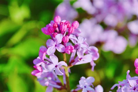 北京迎最美四月 丁香花娇艳绽放吐芬芳