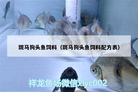 斑马狗头鱼饲料（斑马狗头鱼饲料配方表） - 观赏鱼 - 广州观赏鱼批发市场