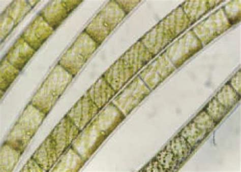 显微镜,黑藻属,在下面,叶子,细胞结构,植物细胞,平视角,教室,教育,教摄影素材,汇图网www.huitu.com