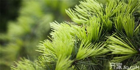 松树叶树木自然植物素材图片免费下载-千库网