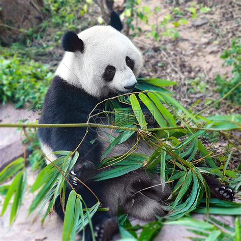 中国国宝大熊猫吃竹子特写高清图片下载-正版图片501653880-摄图网