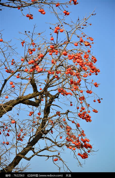 树枝上结满柿子高清图片下载_红动网