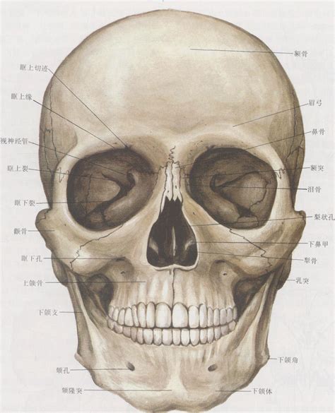 29.颅骨（正中矢状切面）-人体解剖学-医学