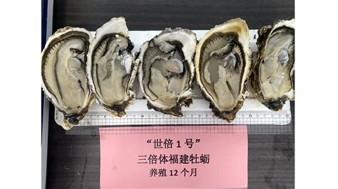法国诺曼底鱼市场贝类柜台上的木箱中的各种新鲜牡蛎。_1920X1080_高清视频素材下载(编号:23653466)_全部_光厂(VJ师网 ...