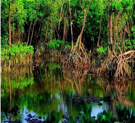 海南红树林,沼泽湿地,自然风景,摄影素材,汇图网www.huitu.com
