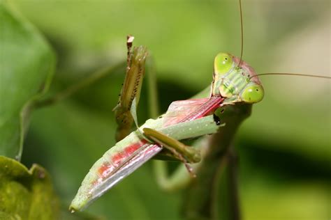 螳螂吃什么植物 螳螂的食物_知秀网