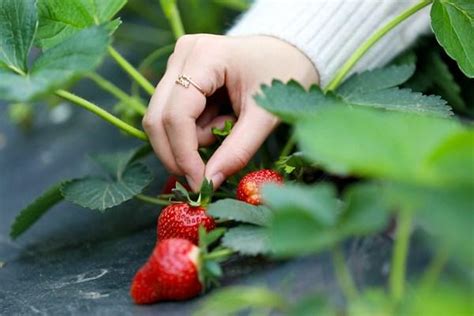 重庆冬草莓采摘最强攻略新鲜出炉！_手机新浪网