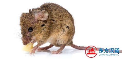 家里老鼠的危害性及如何有效灭鼠 - 知乎