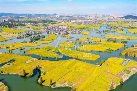 浙江绍兴：湿地稻田呈现丰收美景-人民图片网