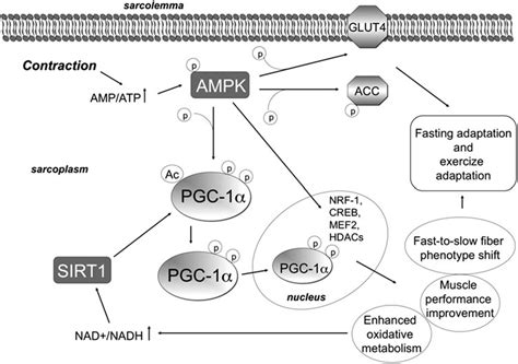 PRDM16 and PGC1α interact with PPARγ to activate the thermogenic ...