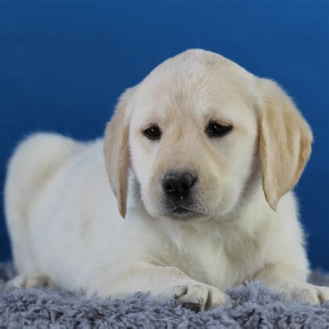 纯种拉布拉多犬幼犬狗狗出售 宠物拉布拉多犬可支付宝交易 拉布拉多犬 /编号10049500 - 宝贝它