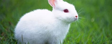 给兔子取什么名字萌 - 业百科