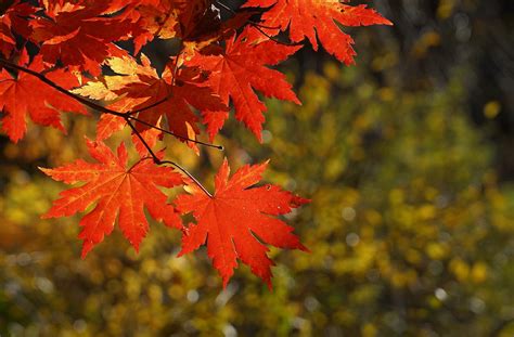 秋季枫树林高清图片下载-正版图片500722314-摄图网