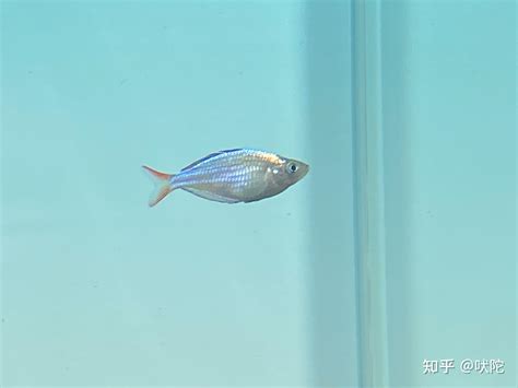 彩虹鱼，一种小型易养的观赏鱼，它们很多被称为美人鱼|美人鱼|观赏鱼|彩虹鱼_新浪新闻