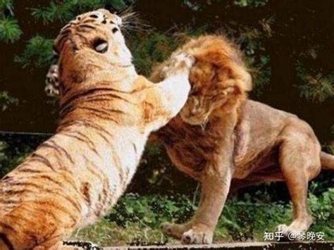 狮虎斗的结局是哪边赢？从老虎和狮子的牙齿长度就可以看出来|野生动物|牙齿|狮虎_新浪新闻
