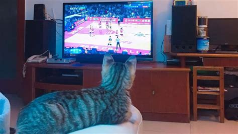 猫看电视