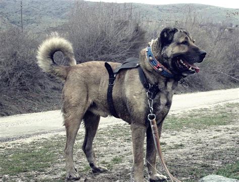 世界上最大的狗排名，土耳其坎高犬堪比小马能骑乘_小狼观天下